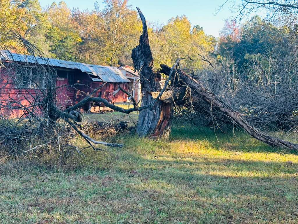 Tree pruning project